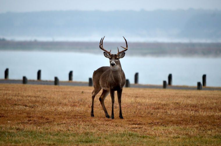 Buck